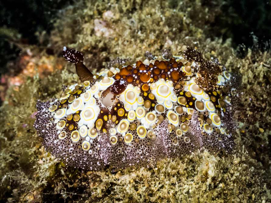 Carminodoris estrelyado